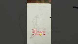 BSc 1 semPractical zoologyneetstudent videoshortbiologystudylife [upl. by Ffoeg798]