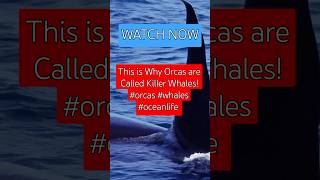 This is Why Orcas are Called Killer Whales orcas whales oceanlife [upl. by Latterll]