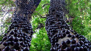 How they Harvest amp Process Tons of Jabuticaba Fruit in Brazil [upl. by Dygal]