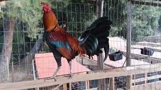 American Gamefowl  Gamefarm Yard Tour [upl. by Ferdy]