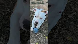 baxter amstaff амстафф dogpark americanstaffordshireterrier doglover [upl. by Pironi]