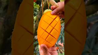 Enjoy beautiful dried persimmon fruits 🥝🥭🍓🍇🍎🍉🍊🥰shorts nature fruit garden foryou viralvideos [upl. by Yatnahc]