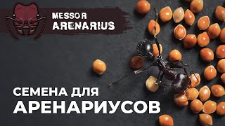 КОЛОНИЯ ГИГАНТСКИХ МУРАВЬЕВЖНЕЦОВ ВЫРОСЛА  Giant harvester ant  Messor arenarius [upl. by Grannias]