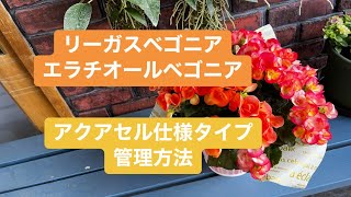 リーガスベゴニア（エラチオールベゴニア）をもらったら 花がキレイに咲く、長く咲く！楽に育つアクアセル仕様に植え替え済み！ 管理方法、水やり方法について解説 フラワーショップあやチャンネル [upl. by Nylrac979]