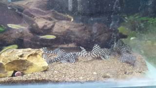 L066 pleco Hypancistrus sp Feeding time  Apistolife [upl. by Lamb]