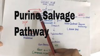 Purine Salvage Pathway and medical conditions associated with it [upl. by Mlawsky]