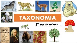 Taxonomía clasificación de los seres vivos [upl. by Abbotsun]