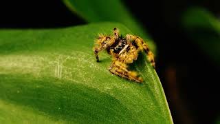 Phidippus otiosus orange [upl. by Assilev]