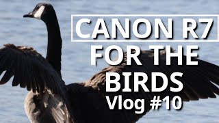 For the Birds Canon R7 using 600mm Lens  Vlog 10 [upl. by Gnahc]