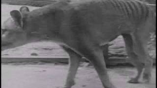 Historical thylacine Tasmanian Tiger film 5  Beaumaris Zoo Hobart 19 December 1933 [upl. by Inele781]