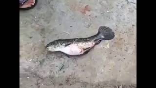 Big Wolf Fish Hoplias Aimara Ate a adult RAT [upl. by Philipines]