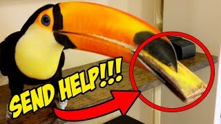 My Pet Toucan Keeps Stealing My Wallet SEND HELP [upl. by Durante]