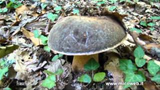 Boletus aereus [upl. by Tocci]