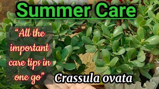 How to care CRASSULA plant in summer season [upl. by Karylin]