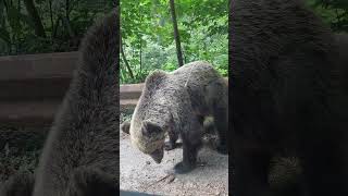 Bear sniffing around bear wildlife romanianbears [upl. by Ynnos]