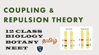 Coupling amp Repulsion Theory Tamil  Chromosomal Basis of Inheritance  Botany I Class 12  TNSCERT [upl. by Nahraf952]