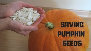 The Best Way how to Preserve Pumpkin Seeds for Planting [upl. by Vesta952]