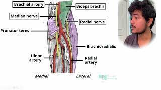 Cubital Fossa Contents  Quick Revision [upl. by Ssepmet78]