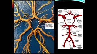 Cerebrovascular Disease Part 1 [upl. by Kroll]