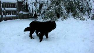 Newfoundland Dog Zoomies in the Snow [upl. by Neelloc]