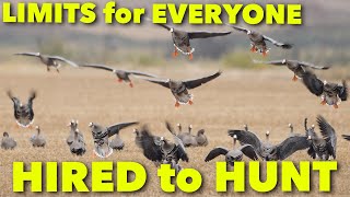 LIMITS for EVERYONE  Hired to Hunt Season 6 Hunting Limits of Ducks amp Geese at Ongaros [upl. by Ahron]