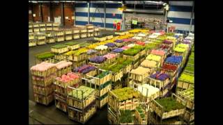 AALSMEER FLOWER MARKET Holland [upl. by Chon]