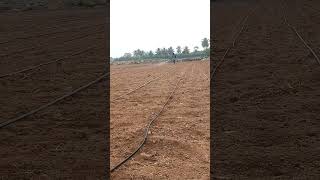 A farmer spraying a groundnut plantation with herbicide [upl. by Clement]