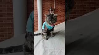 KAN BELUM BAYAR PARKIR funnycats comedy kucing kucinglucu cat catlover shortvideo shorts [upl. by Wessling52]