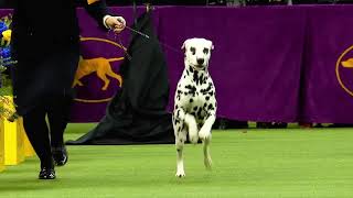 Westminster Dog Show NonSporting Group Highlights [upl. by Raamal]