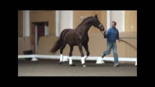 Farrington Keur Wellington x Doruto Pineland Stallion Show [upl. by Hesler]