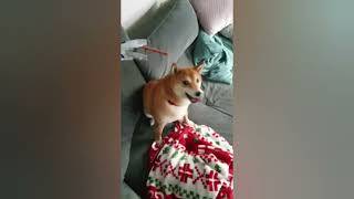 Shiba Inu Video Compilation Cutest Dog  Top Moments 🤩 [upl. by Eintruok77]