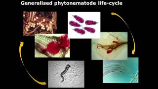 Biological control of nematodes [upl. by Farah192]