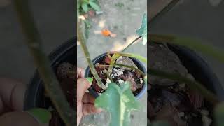 Why Pine bark should be used in aroid potting mix  How to use Pine Bark in Potting Mix shorts [upl. by Alekin385]