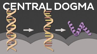 Central dogma of molecular biology [upl. by Ardys548]