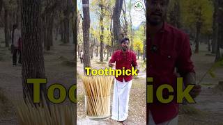 Kashmiri Willow 🌳 Plantation  cricket bat 🏏  AgroTill  farming [upl. by Nira142]