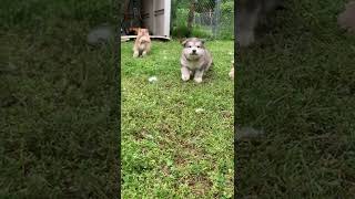 Alaskan Malamute Puppies [upl. by Gregson]