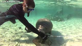 Baby manatee chewing on a snorkelers hand in Crystal River Florida [upl. by Lanette]