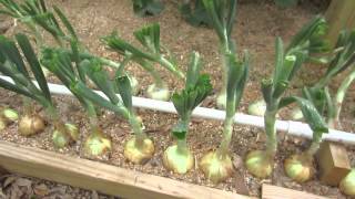 How To Grow Big Bulb Onions [upl. by Aihcsrop302]