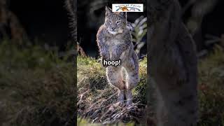 Expert Hunter Meet the elusive lynx cat LynxFacts WildlifeWonders AnimalLovers NatureNerds Cat [upl. by Jaime]