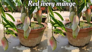 Red Ivory Mango Review  Red Ivory Mango Taste  7029847107 [upl. by Jamesy814]