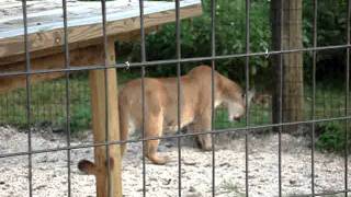 Florida Panther in Heat [upl. by Chickie]