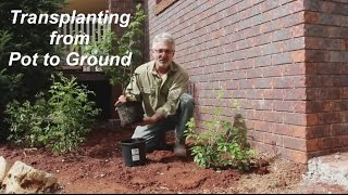 How to Transplant Plants from Pot to Ground [upl. by Eward483]