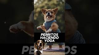 Perritos haciendo Yoga perros amorperruno perroamor [upl. by Yllrebmik34]