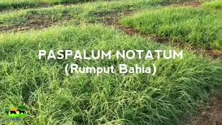 Praktikum 14 Pengantar Ilmu Pastura  Paspalum Notatum Rumput Bahia [upl. by Lumbye335]