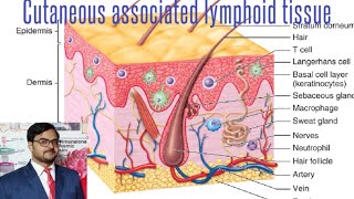 Cutaneous Associated Lymphoid Tissue  Skin Tonsils and Liver [upl. by Towny]