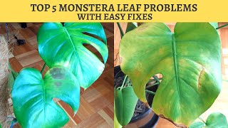 MONSTERA DELICIOSA TOP 5 PROBLEMS AND EASY FIXES [upl. by Etneciv]