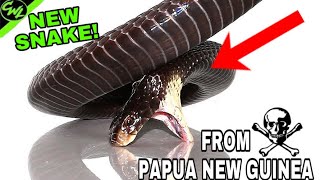 DANGEROUS NEW SNAKE FROM PAPUA NEW GUINEA [upl. by Caruso245]