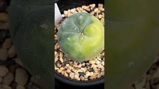 銀冠玉錦6 2024 09 22 Lophophora fricii ＃shorts [upl. by Roberta888]