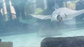 Stingray Birth Spotted At Aquarium [upl. by Ebehp]