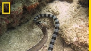 Watch Sea Snake Swallows Eel Whole  National Geographic [upl. by Shaper]